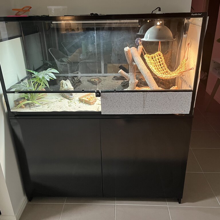 Bearded Dragon with entire set up