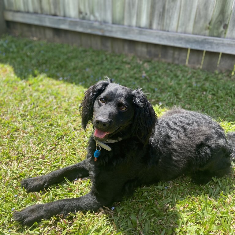 Beautiful cavoodle x spoodle looking for new home