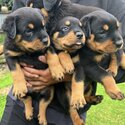 Natural Bobtail Rottweiler Puppies-1