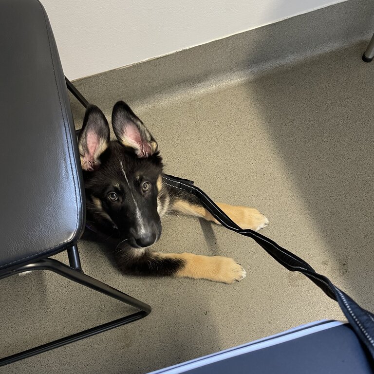 German shepherd puppies 