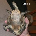 Very regretful sale :(  Turtles &amp; tanks-3