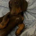 23 Week Old - Miniature Chocolate Dachshund Puppy with Light Brown Markings  -0