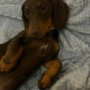 23 Week Old - Miniature Chocolate Dachshund Puppy with Light Brown Markings  