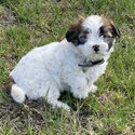 PRICE DROP** Male Maltese Shih tzu -4