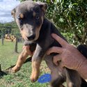 Australian kelpie cross border collie -3