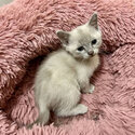 Burma-doll Kittens (Burmese x Ragdoll-3