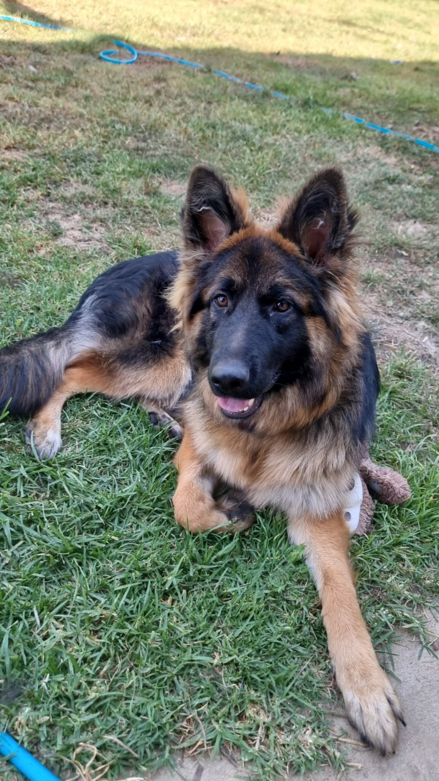 8month old German shepherd female dog