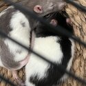 Female rats -1