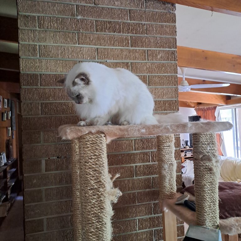 Ragdoll cat purebread