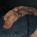 Female pure breed rednose pitbull-2