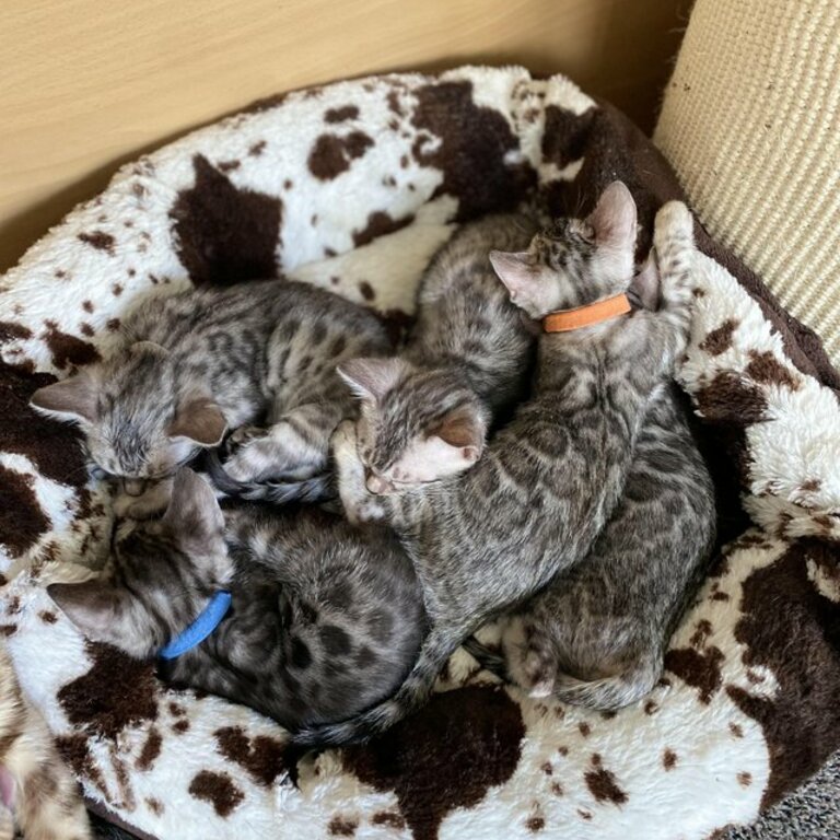  High-Quality Bengal Kittens