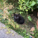 Adorable Tiny All Black Kittens With Blue Eyes (Only 3 left)-3