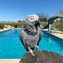 – African Grey Parrot-0