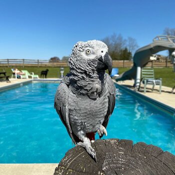 – African Grey Parrot