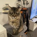 Very affectionate 1 year old tabby -3