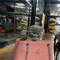 Lovely Scottish Fold kittens For Sale-2