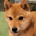 Shiba Inu(Mameshiba) for Sale -0