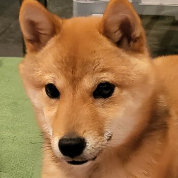 Shiba Inu(Mameshiba) for Sale 