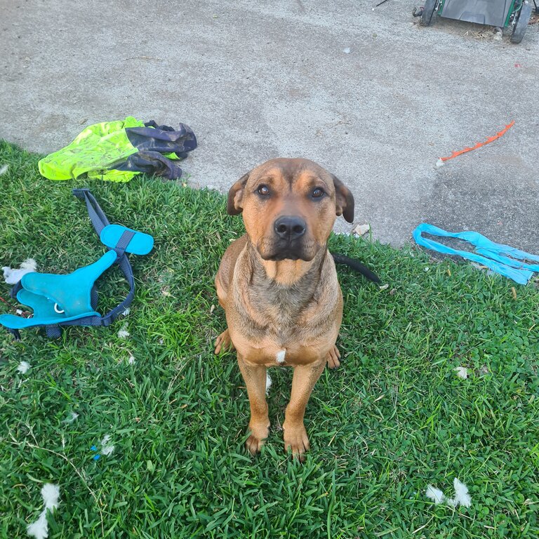 Staffy cross Rotti