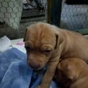 AMERICAN STAFFORDSHIRE TERRIERS BURPENGARY QLD-1