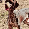 German Shorthaired Pointer Puppies -4