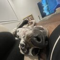 10 Month Old - Female Great Dane -4