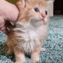 3 Maine Coon Kittens for sale -0