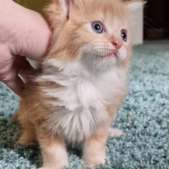 3 Maine Coon Kittens for sale 