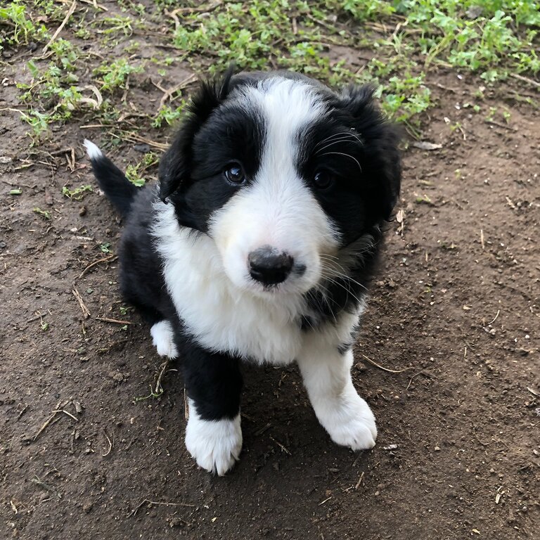 Pure bred border collie puppies