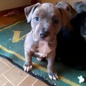 Staffy X pocket bully puppies-2