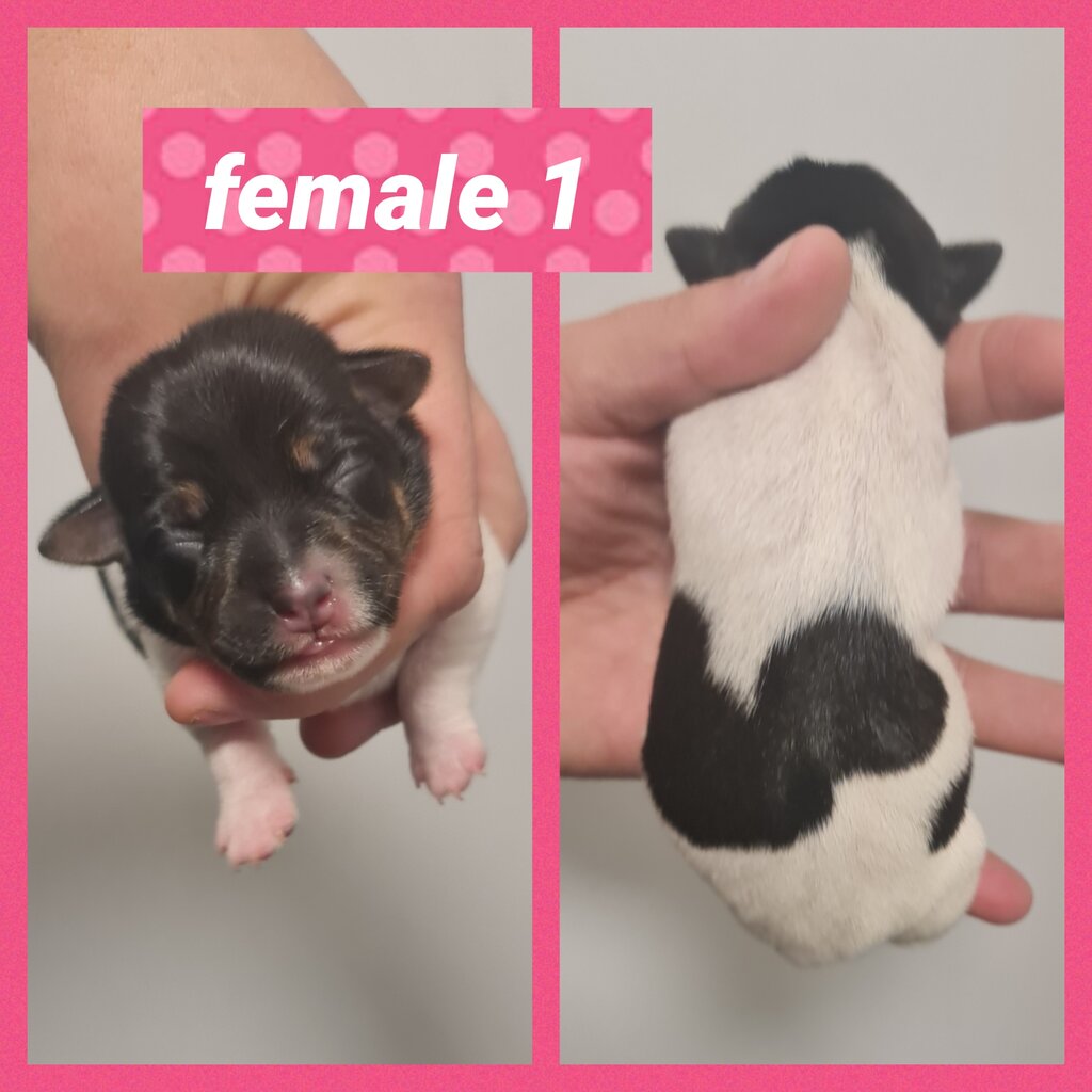 Purebred Mini Foxys Females For Sale