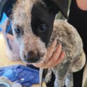 Cattle Dog Puppies -1