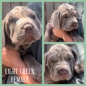 Neo mastiff x puppies- ready for forever homes -3