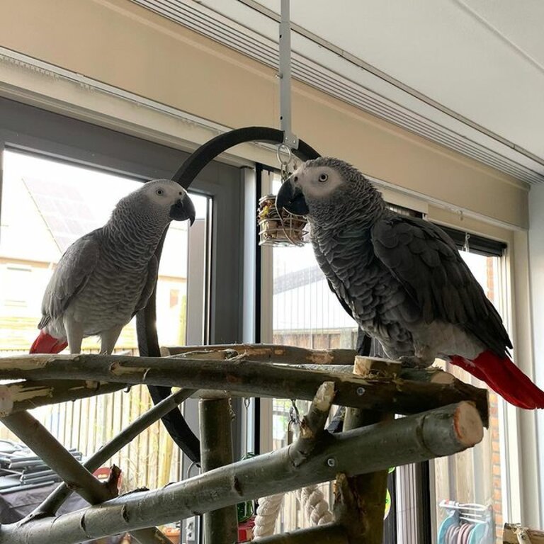 Bonded Pair African Grey Parrot