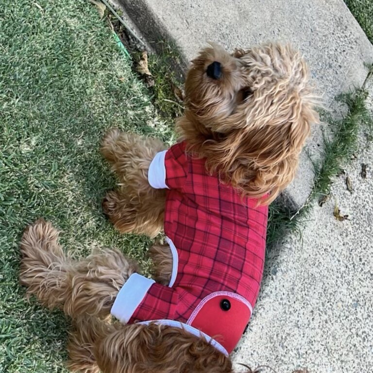 Gorgeous cavoodle 