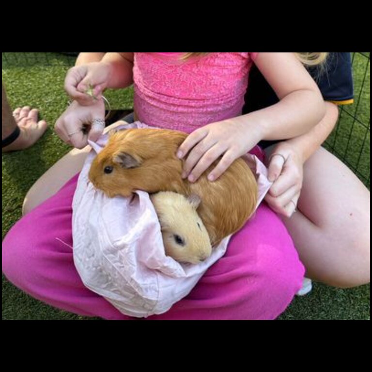 2 female short haired Guinea pigs