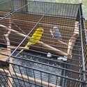 X2 budgies. Yellow pied male. Blue/violet female-1