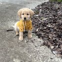 Golden Puppy-2