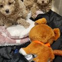 Male and female toy poodles-0