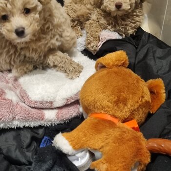 Male and female toy poodles