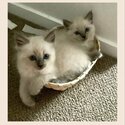 Purebred Blue Point Ragdoll kittens-1