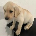 July 2023  Labrador retriever puppies for sale-3