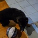 German Shepherd male puppy -1