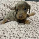 Miniature dachshunds -3