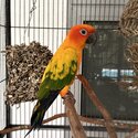 Hand raised sun conure parots -0