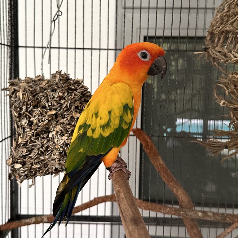 Hand raised sun conure parots 