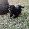 Maltese x Shih Tzu Female Puppy-2