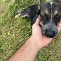 2x Cattle Dogs for sale-3