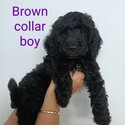 Spoodle puppies - second generation cocker spaniel X miniature poodle-4