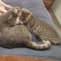 Bonded domestic shorthair cats-2